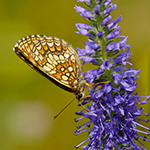 Hnědásek podunajský - Melitaea britomartis (Assmann, 1847)